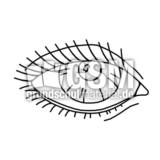 Auge_sw.jpg